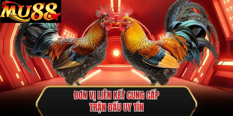 don vi lien ket cung cap tran dau uy tin don vi lien ket cung cap tran dau uy tin